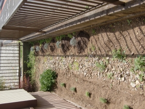 植える前に、石灰、堆肥、腐葉土で土をふかふかにしてある。