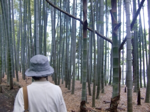 竹は美しんだけど、「竹林の小道」としてはちょっと短すぎた