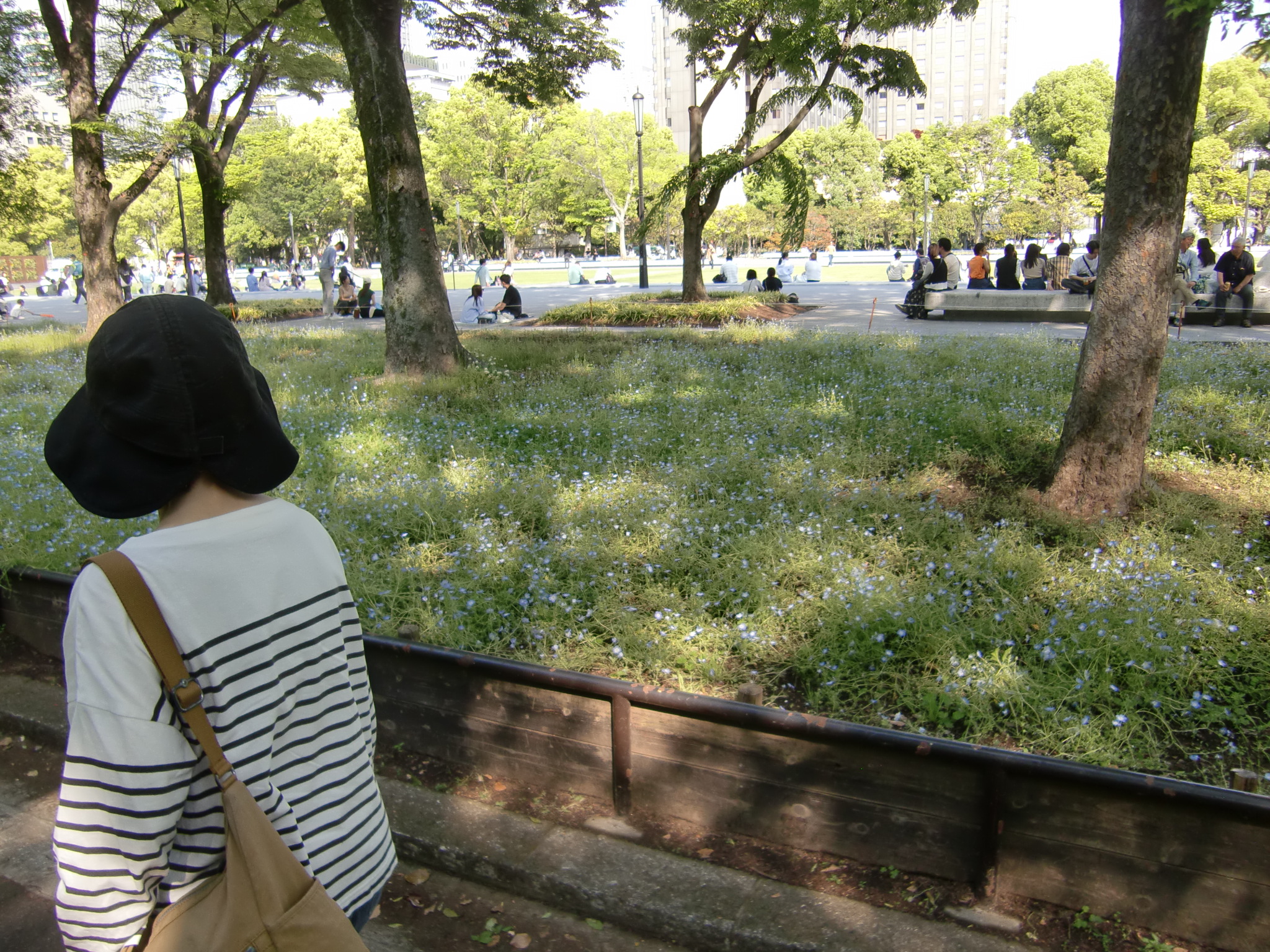 ネモフィラは写真でしか見たことがなかったけれど、思っていたより花は小さい。